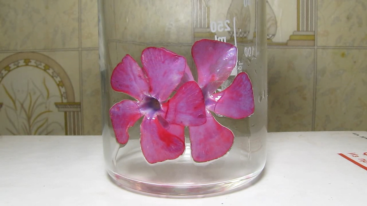 Flowers of Vinca minor, ammonia and acetic acid