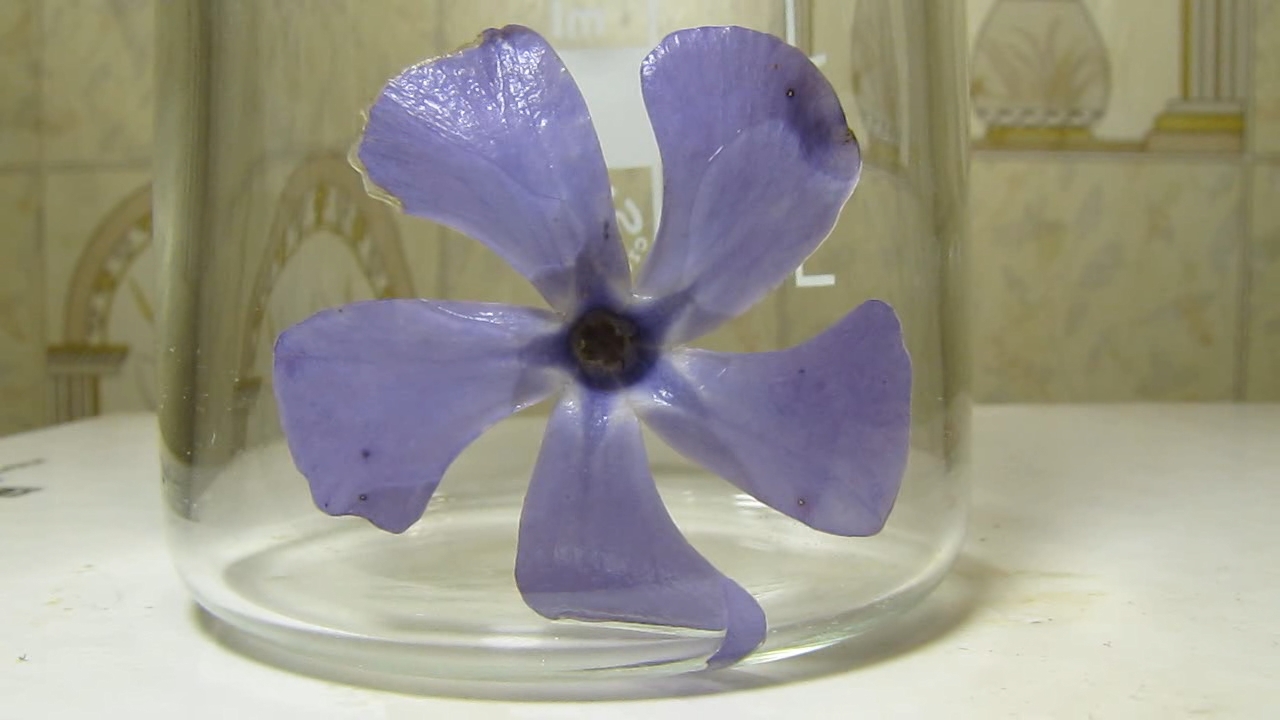 Flowers of Vinca minor, ammonia and acetic acid