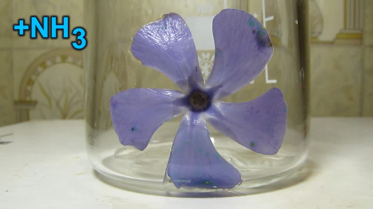 Flowers of Vinca minor, ammonia and acetic acid