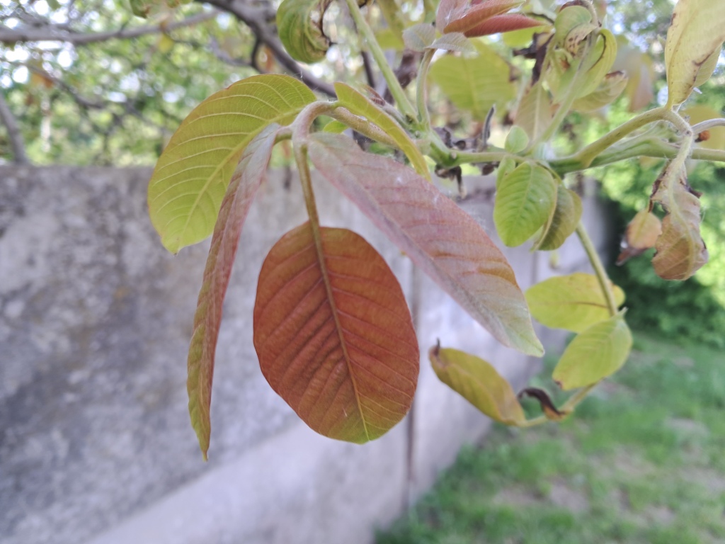 Juglans regia (the Persian walnut)
