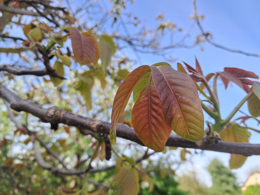 Juglans regia (the Persian walnut)