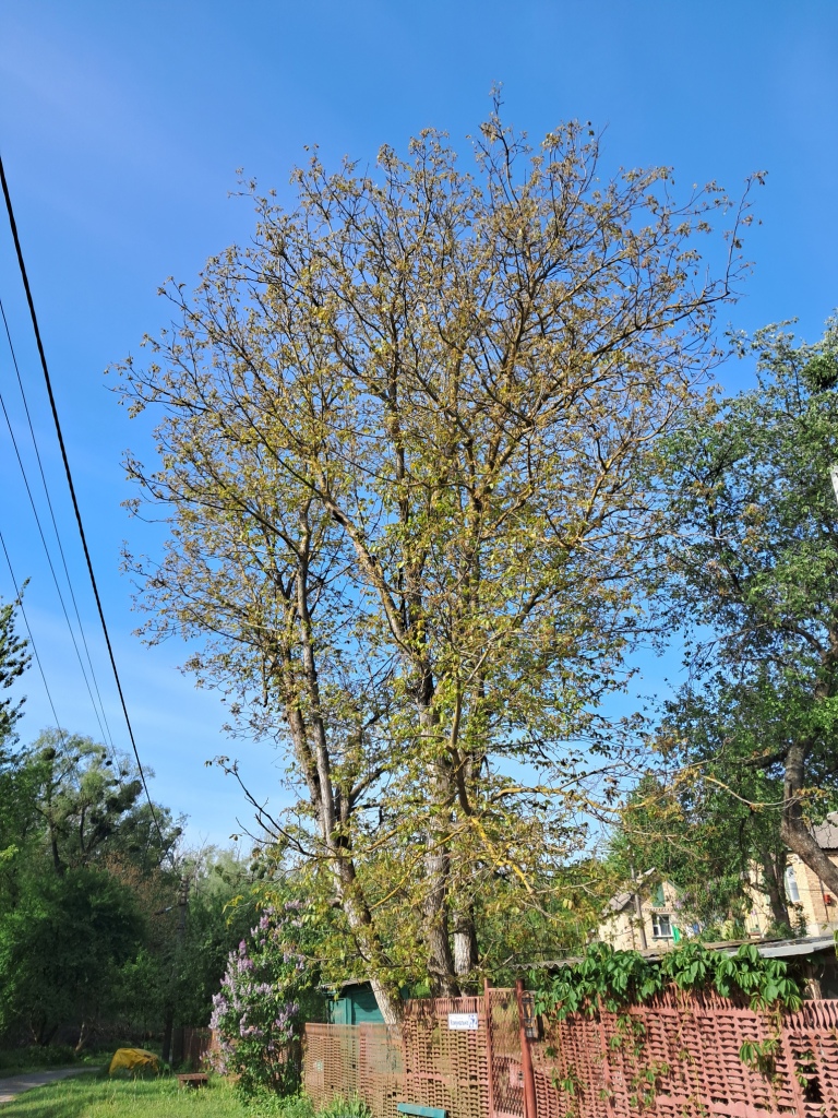Juglans regia (the Persian walnut)