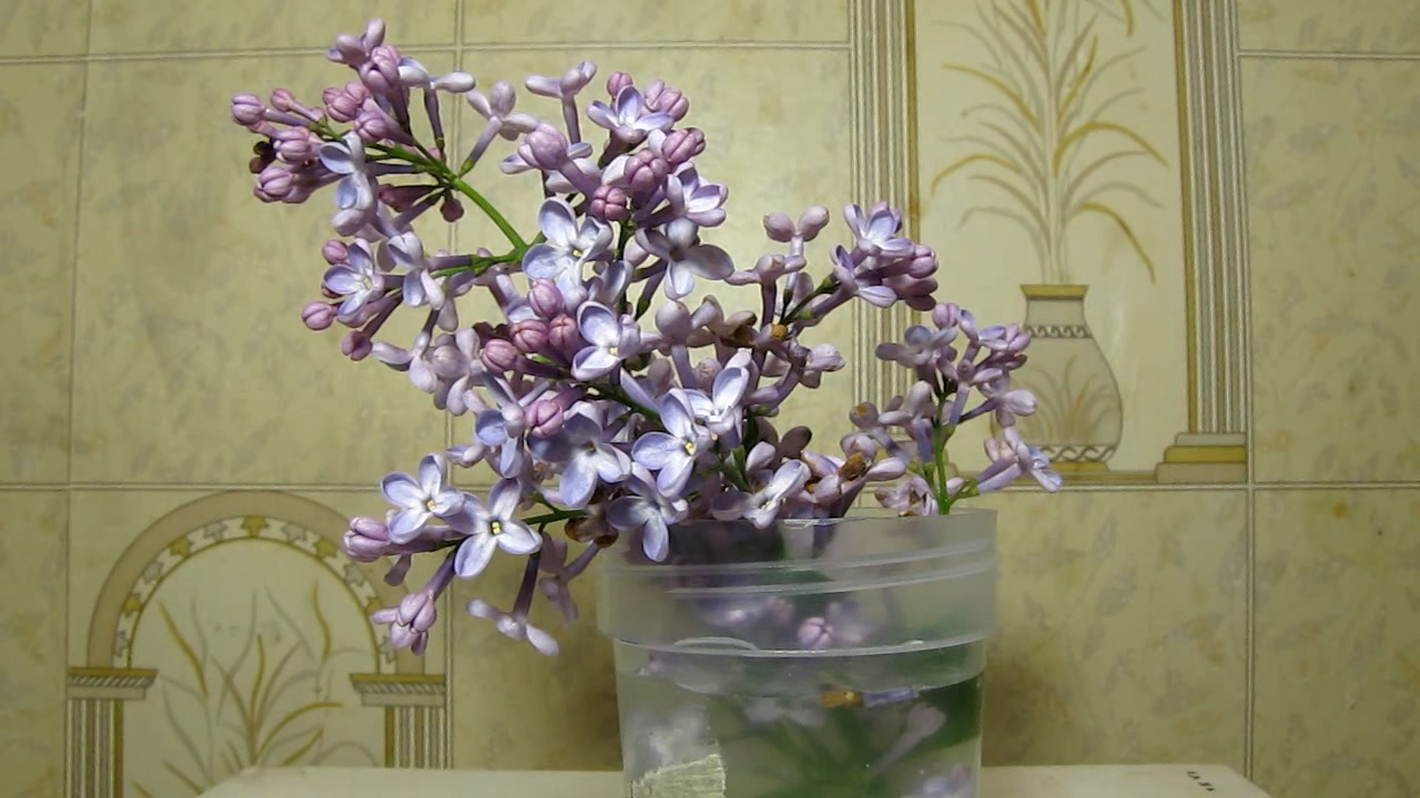 Lilac, acetic acid and ammonia