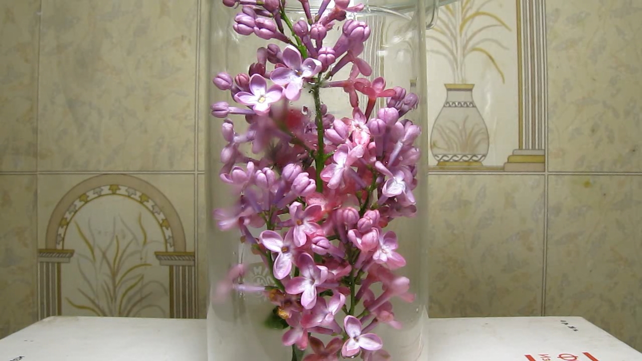 Lilac, acetic acid and ammonia