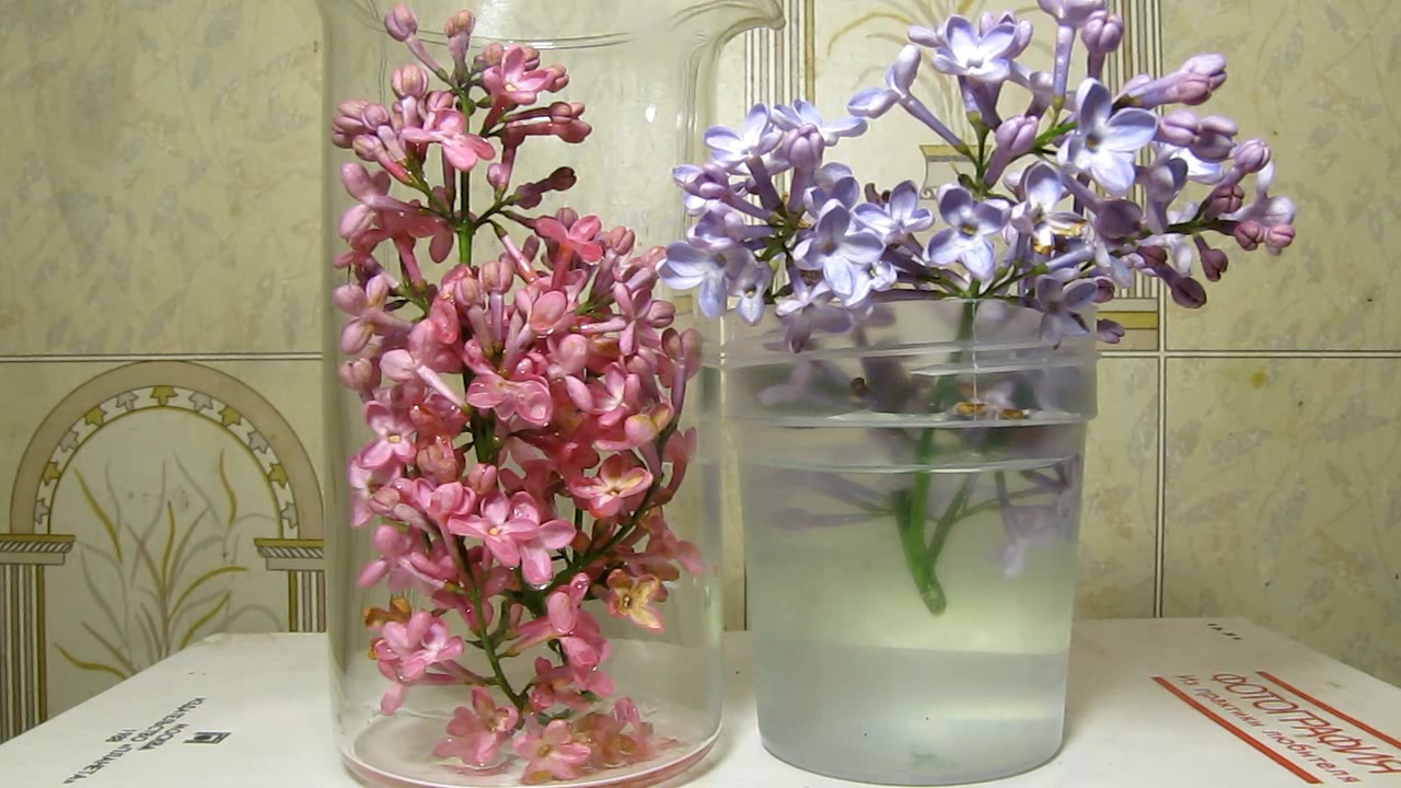 Lilac, acetic acid and ammonia