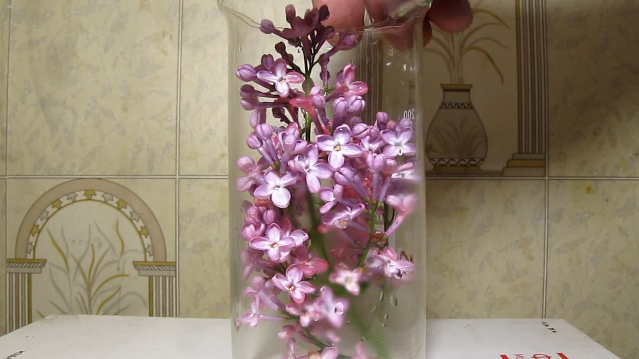 Lilac, acetic acid and ammonia