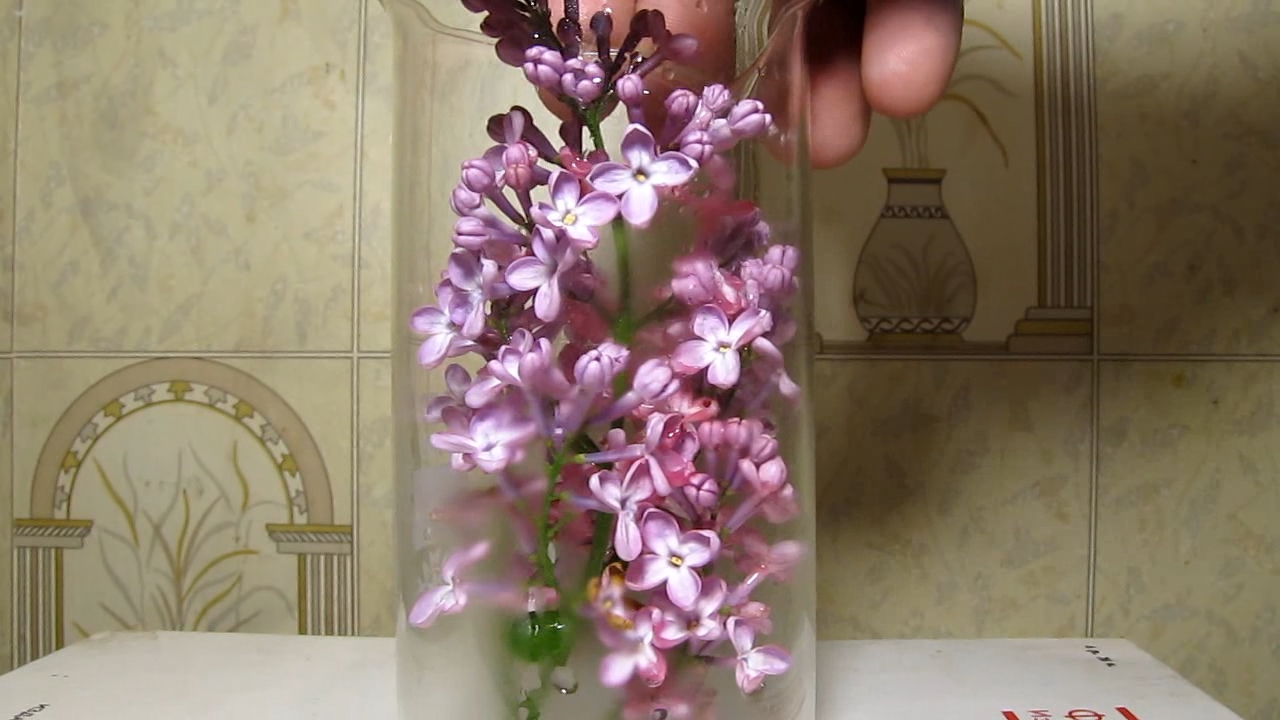 Lilac, acetic acid and ammonia