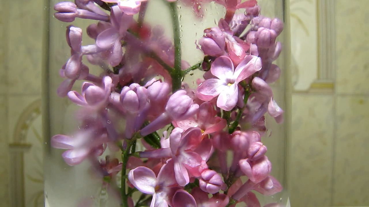 Lilac, acetic acid and ammonia