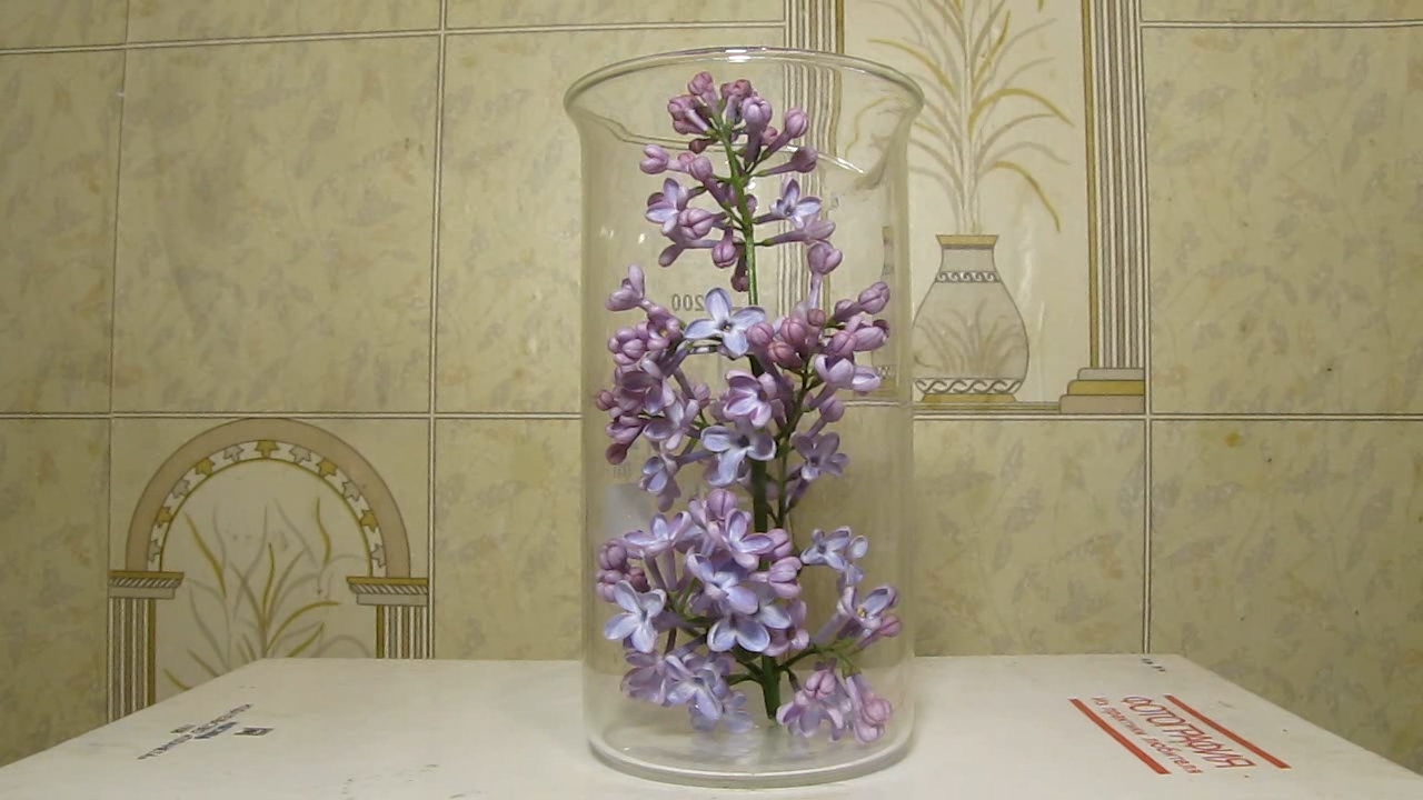 Lilac, ammonia and acetic acid
