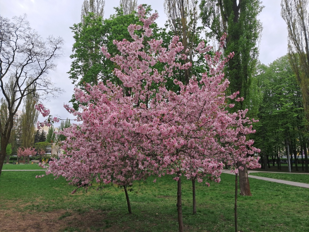 Pink flowers of apple tree and ammonia