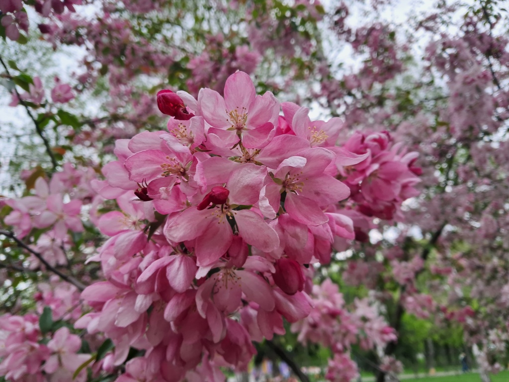 Pink flowers of apple tree and ammonia