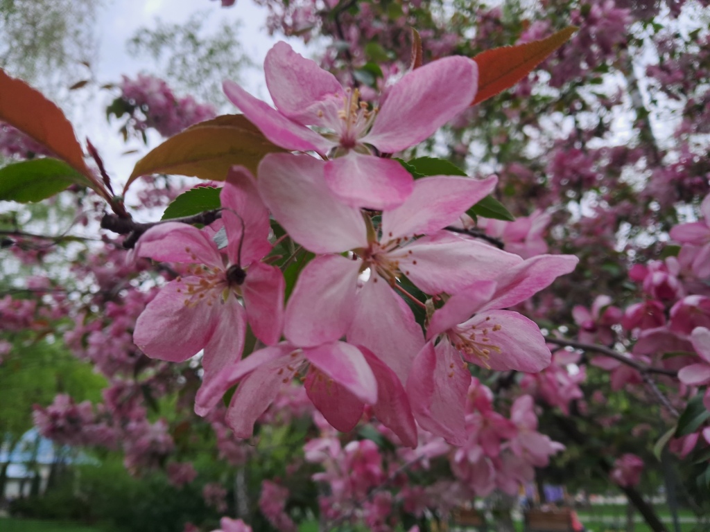 Pink flowers of apple tree and ammonia