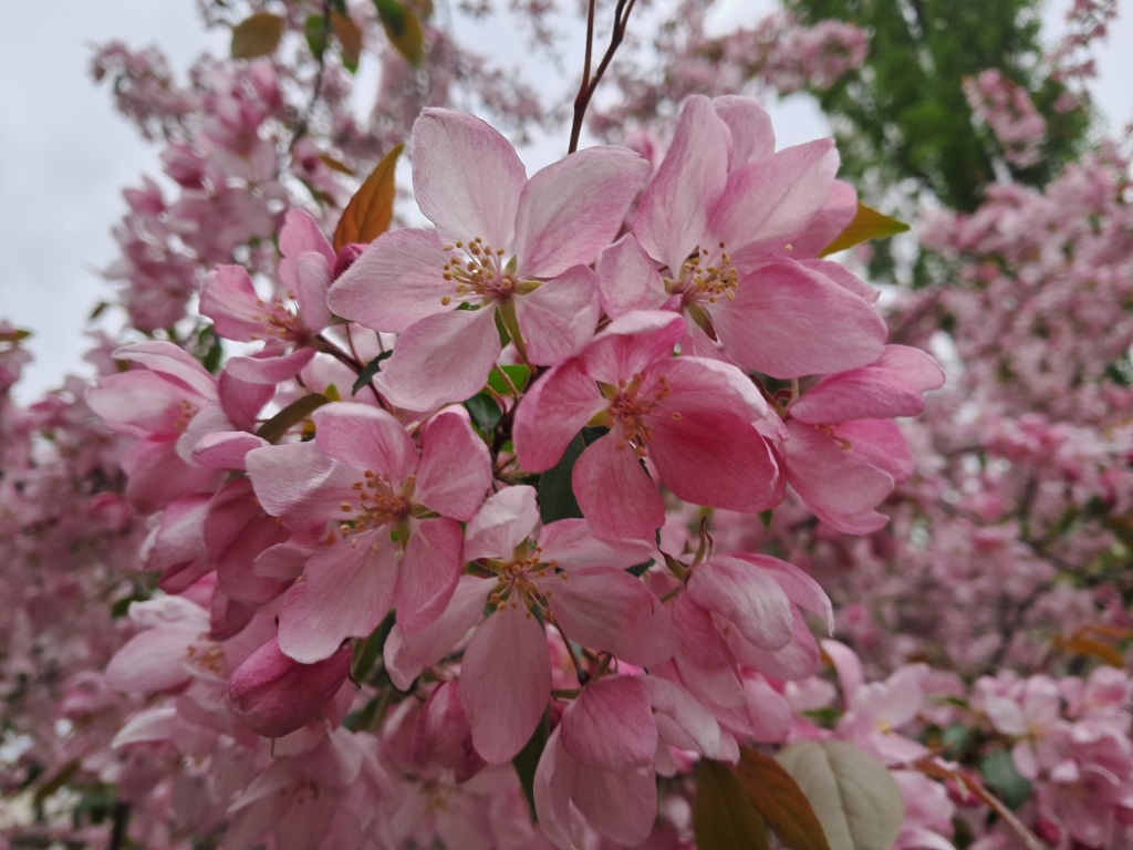 Pink flowers of apple tree and ammonia