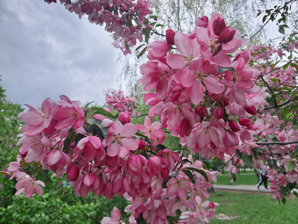 Pink flowers of apple tree and ammonia