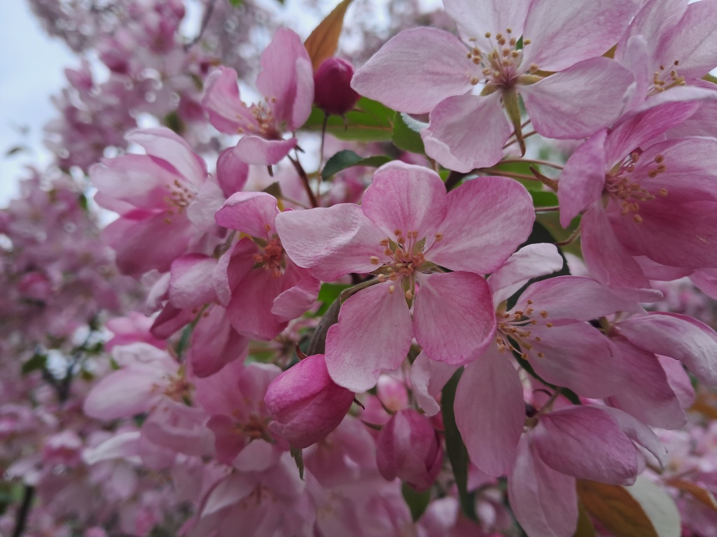 Pink flowers of apple tree and ammonia