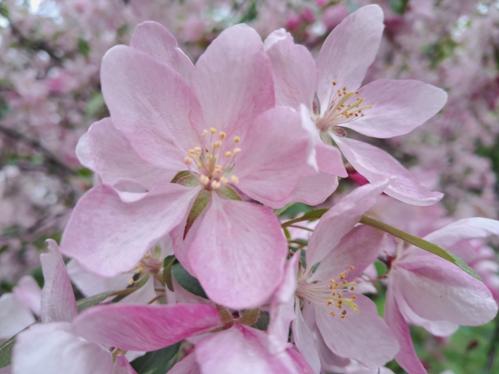 Pink flowers of apple tree and ammonia