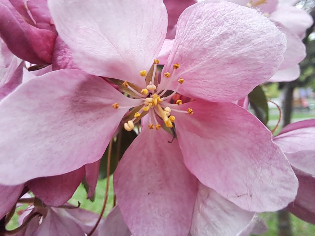Pink flowers of apple tree and ammonia