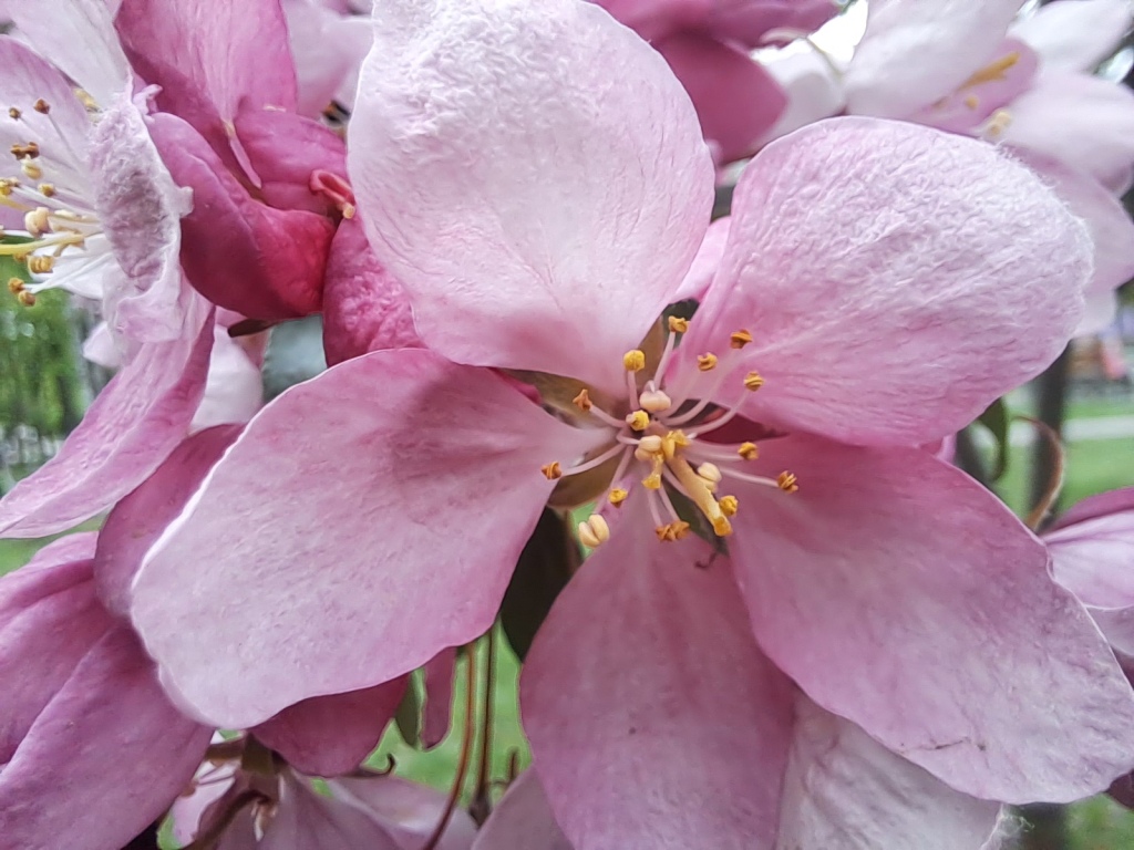 Pink flowers of apple tree and ammonia