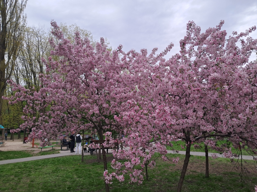 Pink flowers of apple tree and ammonia