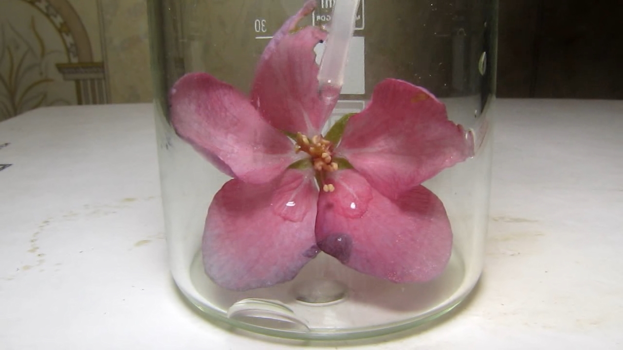 Pink flowers of apple tree and ammonia