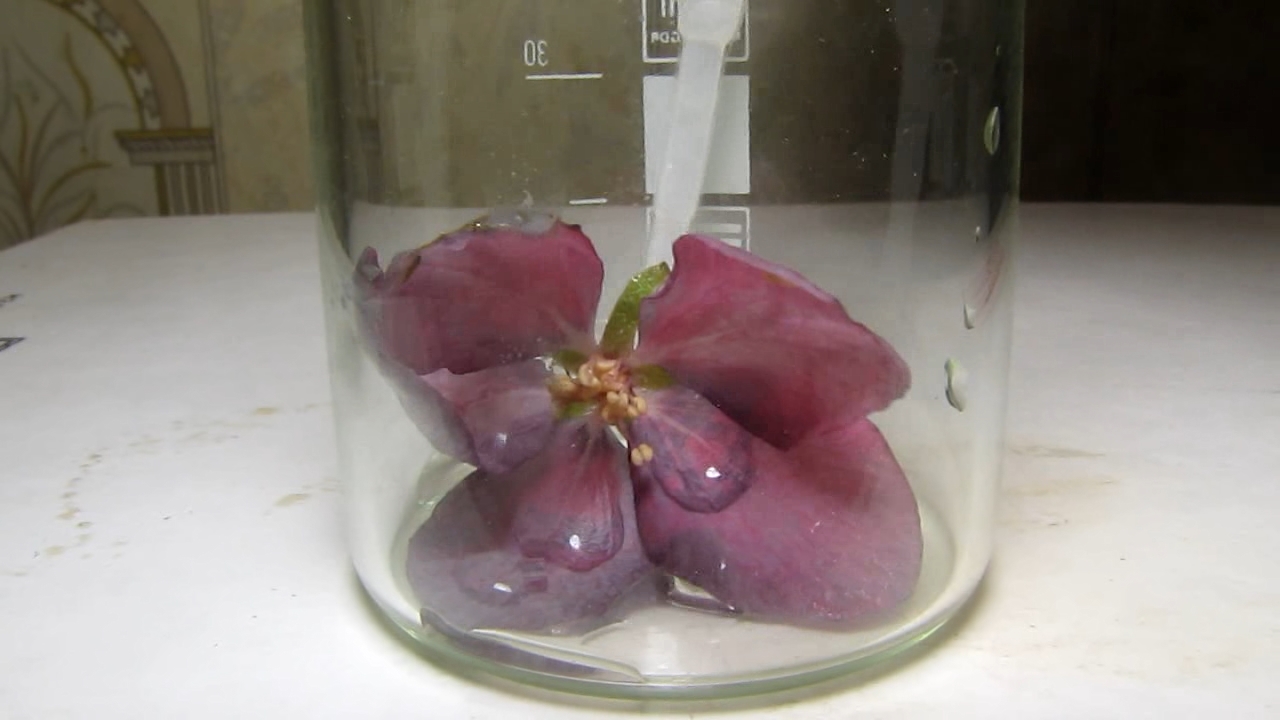 Pink flowers of apple tree and ammonia