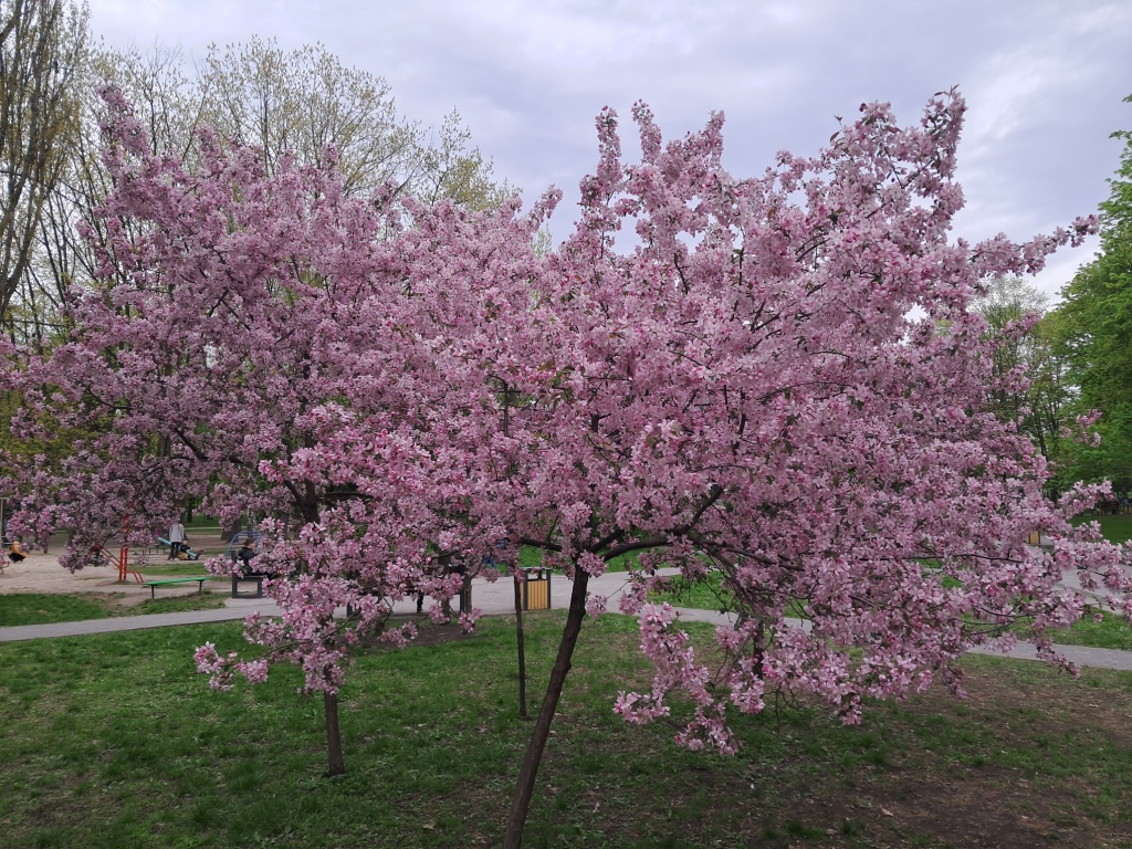 Pink flowers of apple tree and ammonia