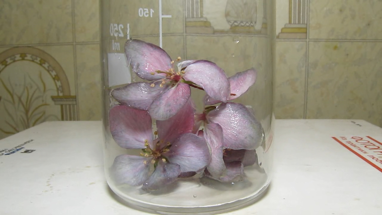 Pink flowers of apple tree and ammonia