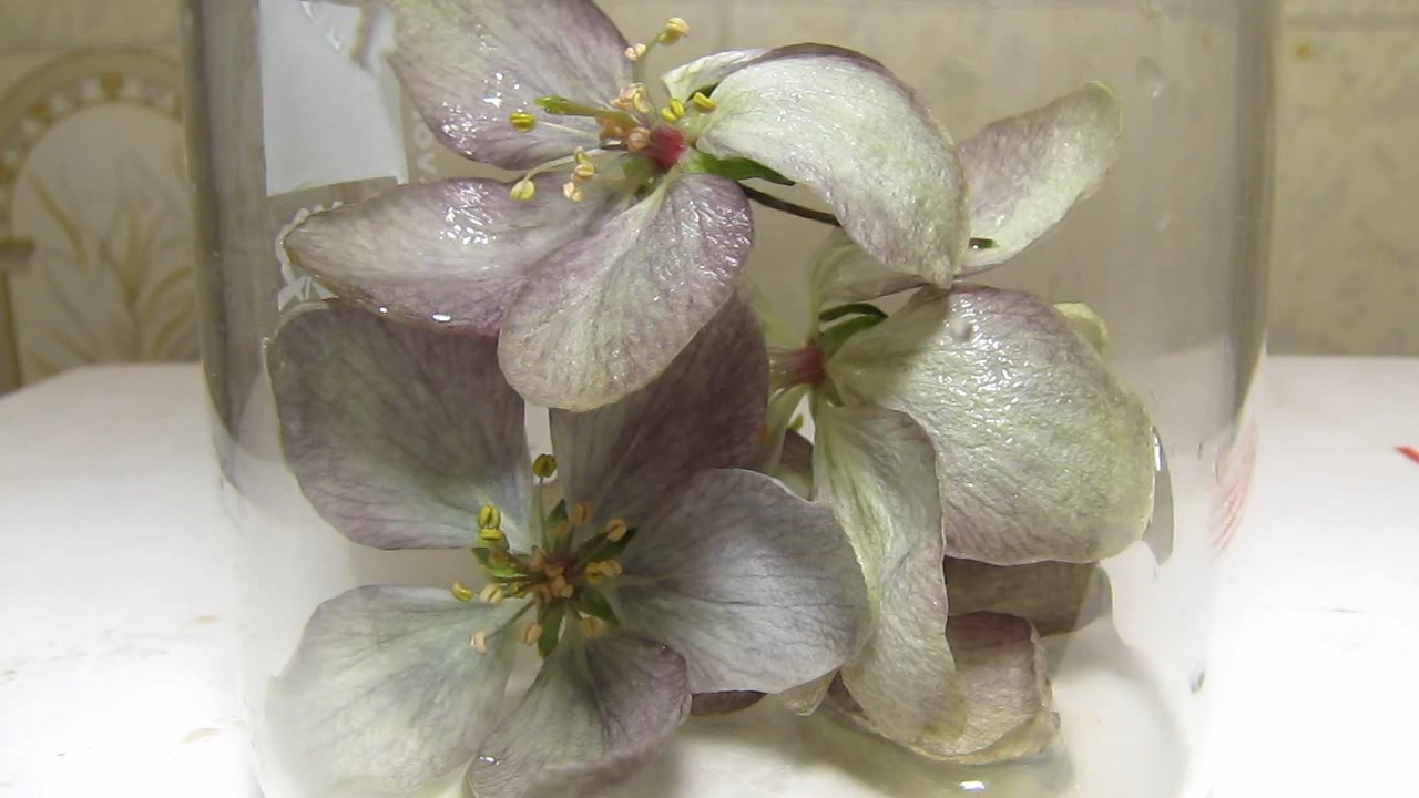 Pink flowers of apple tree and ammonia