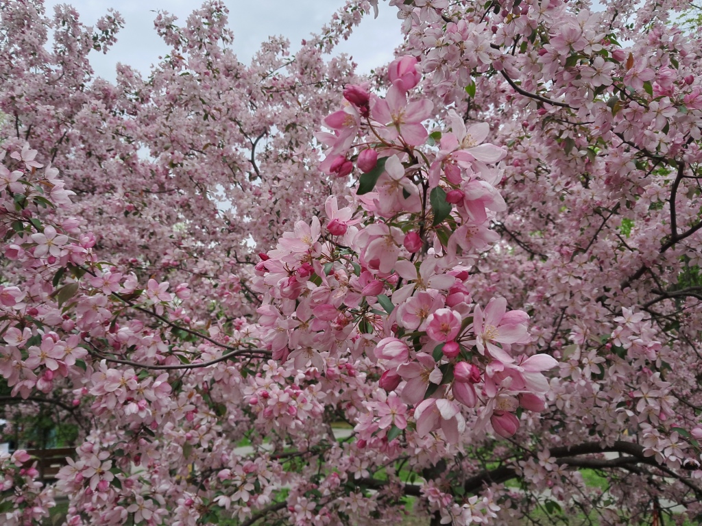 Pink flowers of apple tree and ammonia