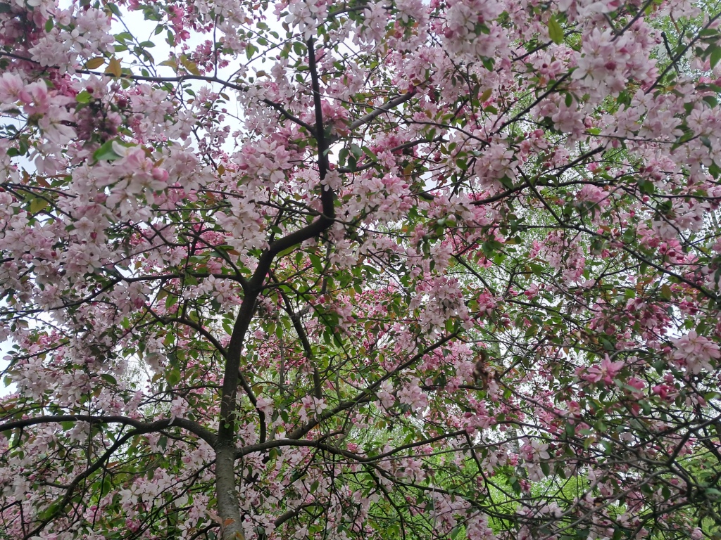 Pink flowers of apple tree and ammonia