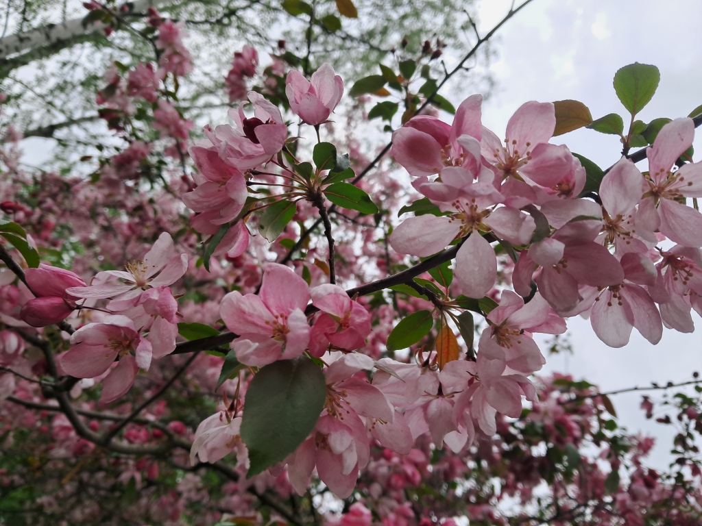 Pink flowers of apple tree and ammonia