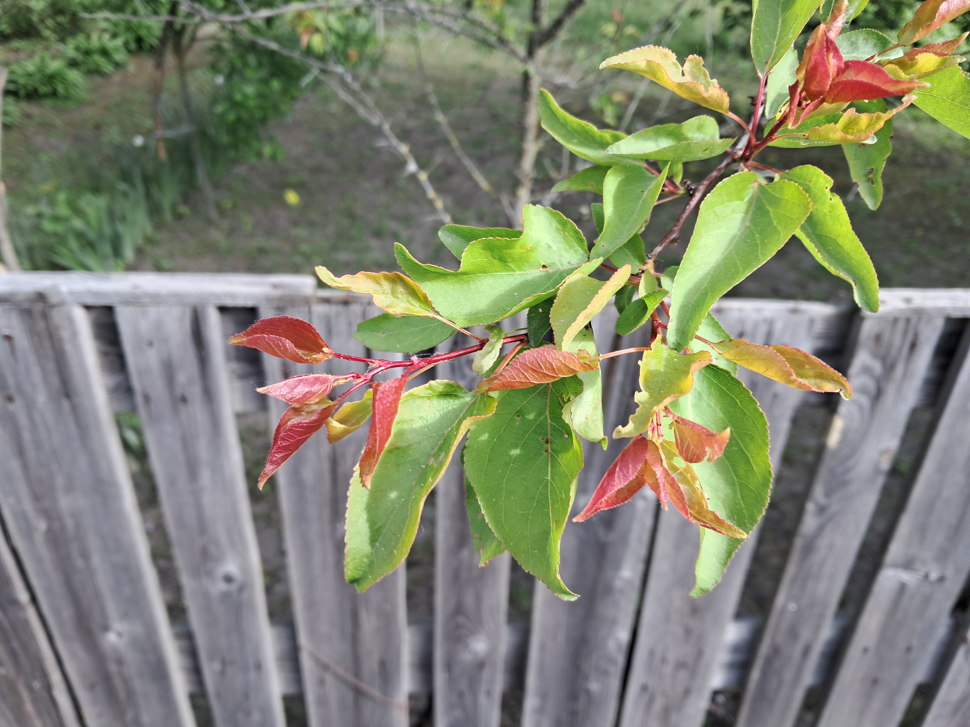 Prunus armeniaca