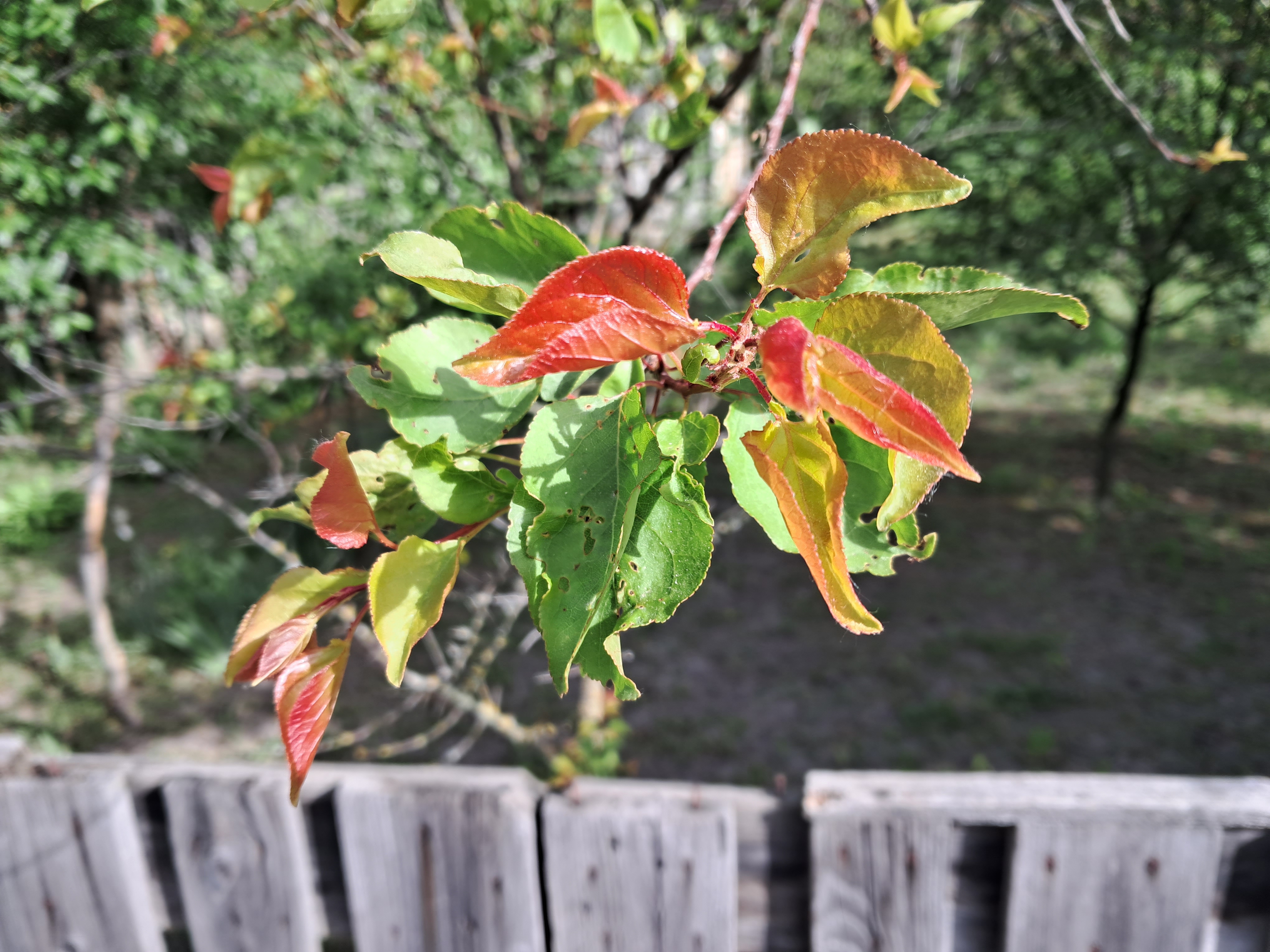 Prunus armeniaca