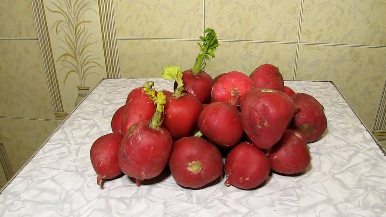 Radish (Raphanus sativus), ammonia and acetic acid