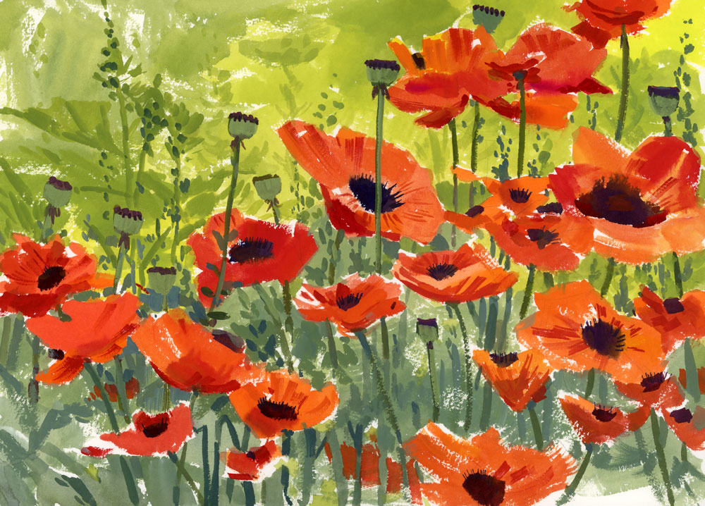 Red poppy (Papaver rhoeas), ammonia and acetic acid