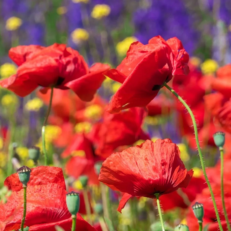 Red poppy (Papaver rhoeas), ammonia and acetic acid