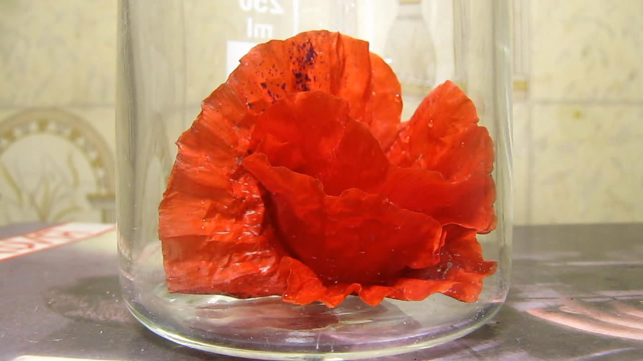 Red poppy (Papaver rhoeas), ammonia and acetic acid