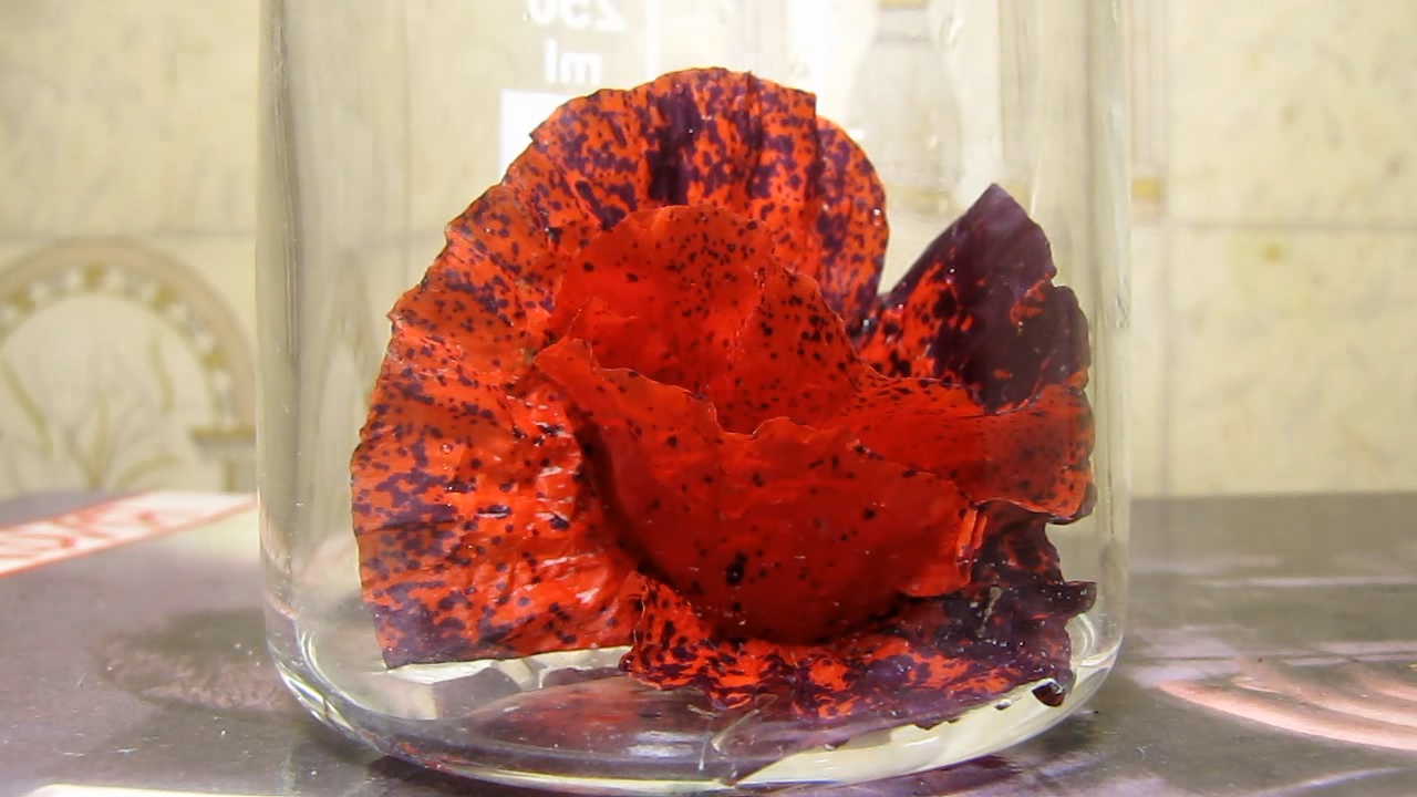 Red poppy (Papaver rhoeas), ammonia and acetic acid