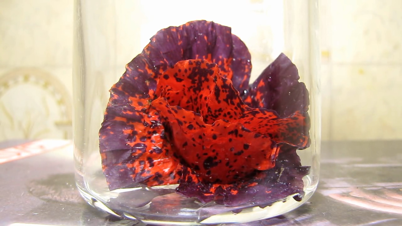 Red poppy (Papaver rhoeas), ammonia and acetic acid