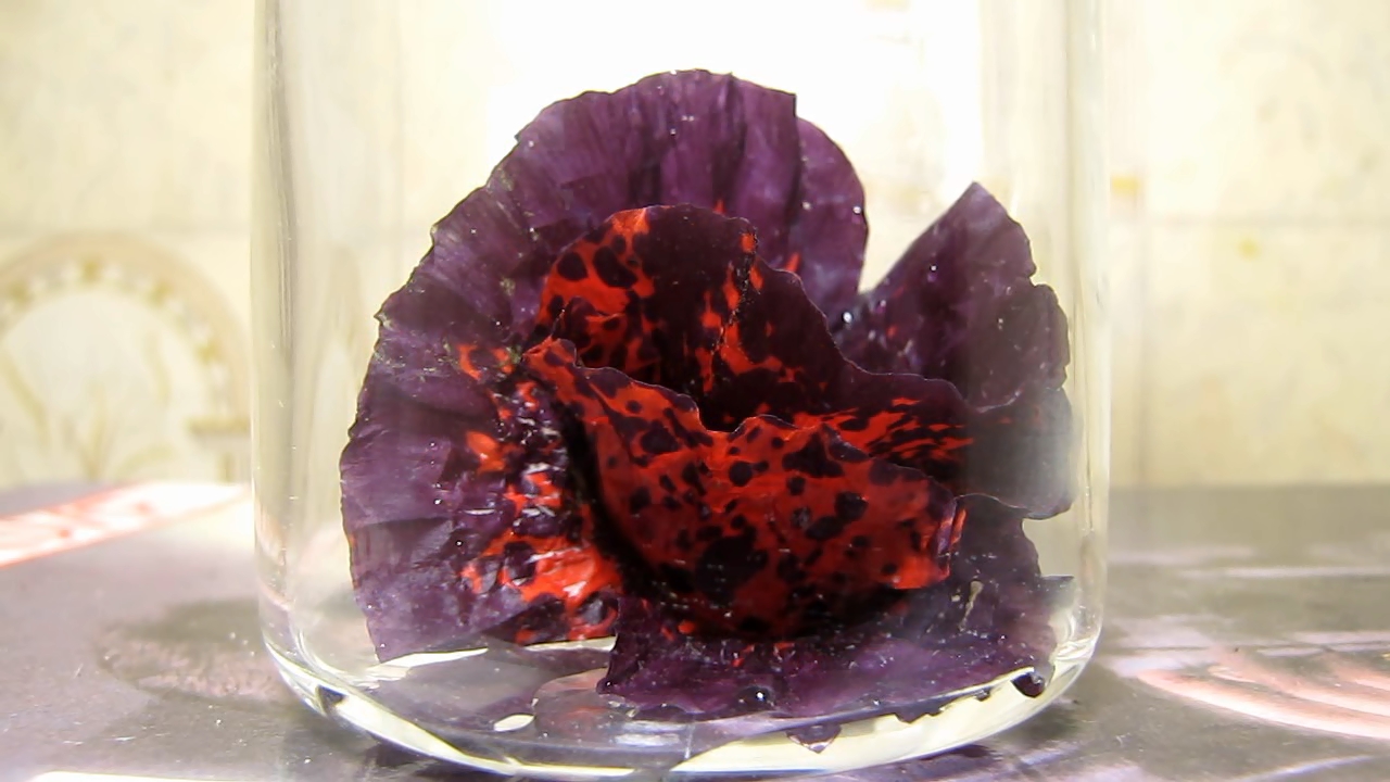 Red poppy (Papaver rhoeas), ammonia and acetic acid