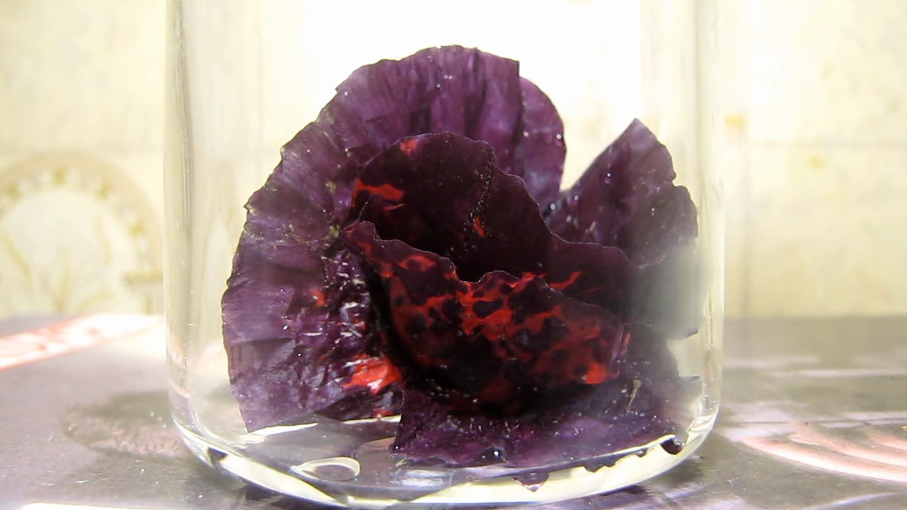 Red poppy (Papaver rhoeas), ammonia and acetic acid