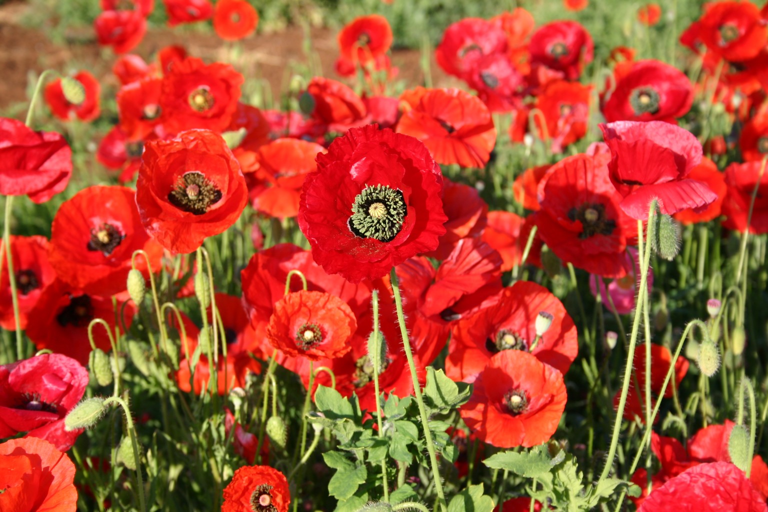 Red poppy (Papaver rhoeas), ammonia and acetic acid