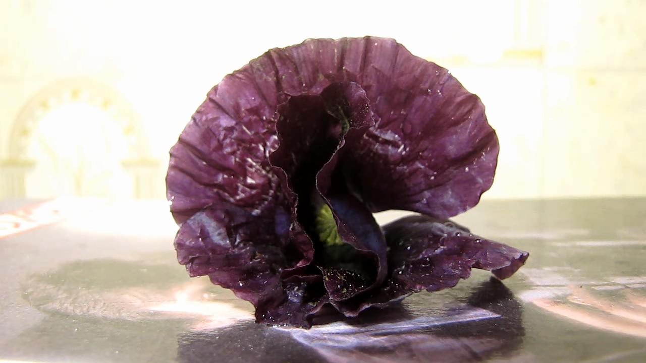 Red poppy (Papaver rhoeas), ammonia and acetic acid