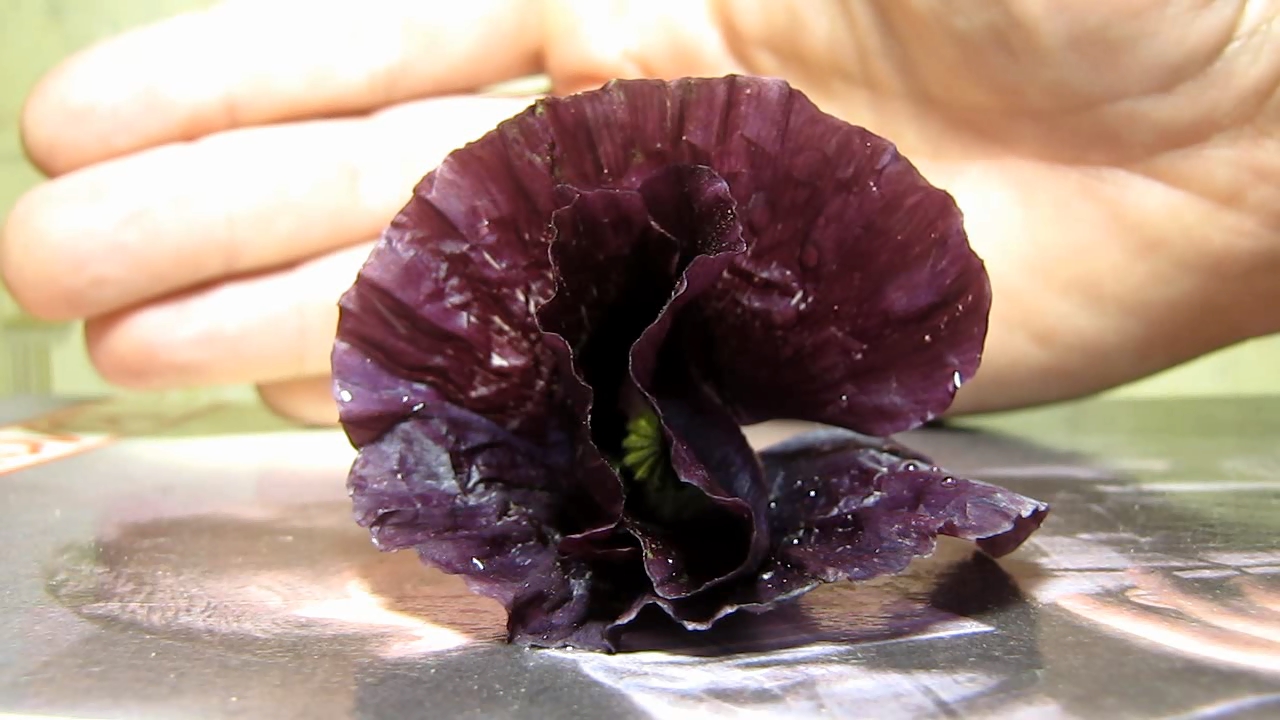 Red poppy (Papaver rhoeas), ammonia and acetic acid