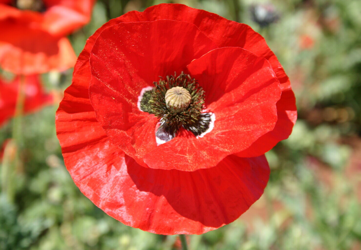 Red poppy (Papaver rhoeas), ammonia and acetic acid