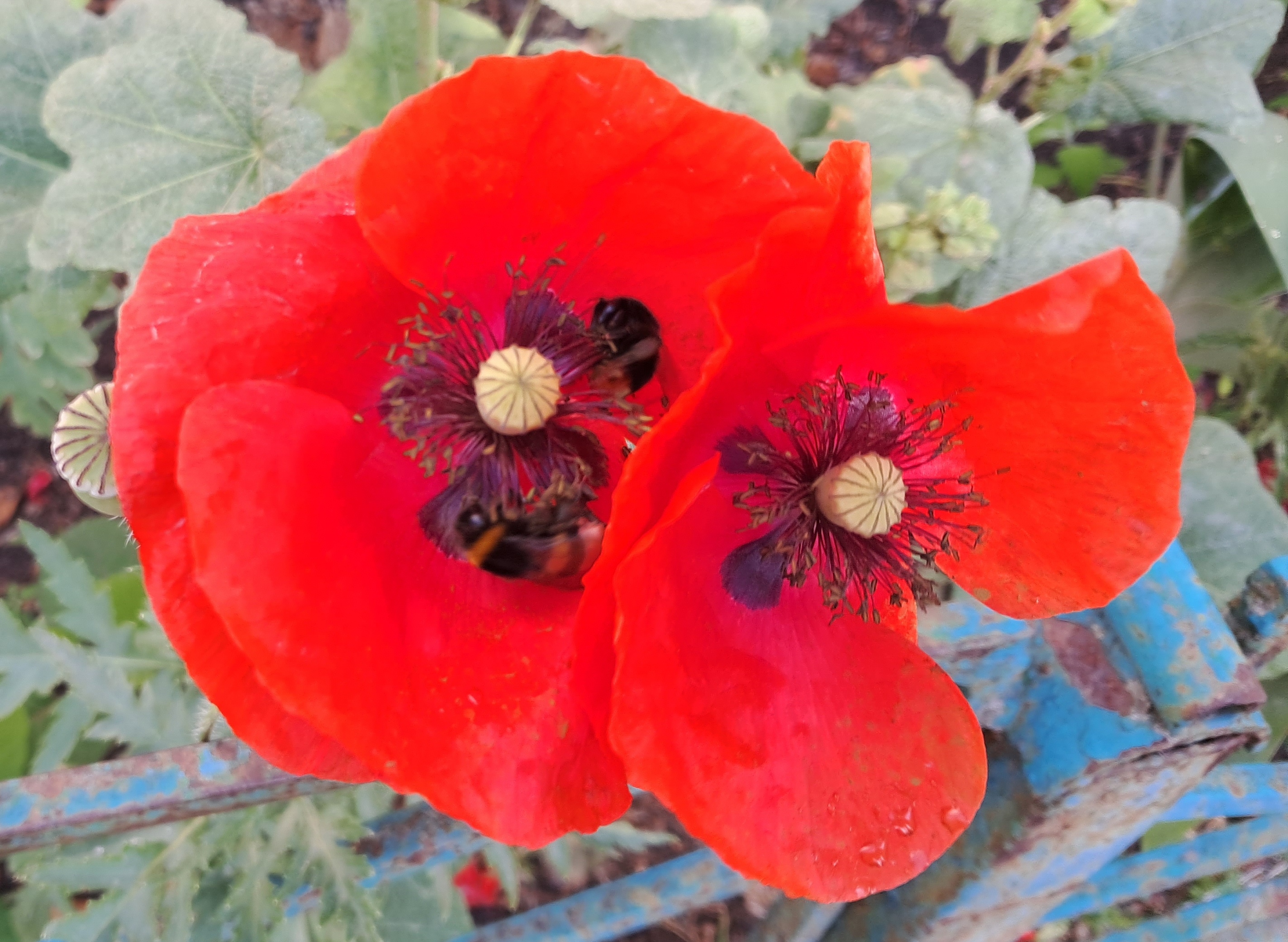 Red poppy (Papaver rhoeas), ammonia and acetic acid