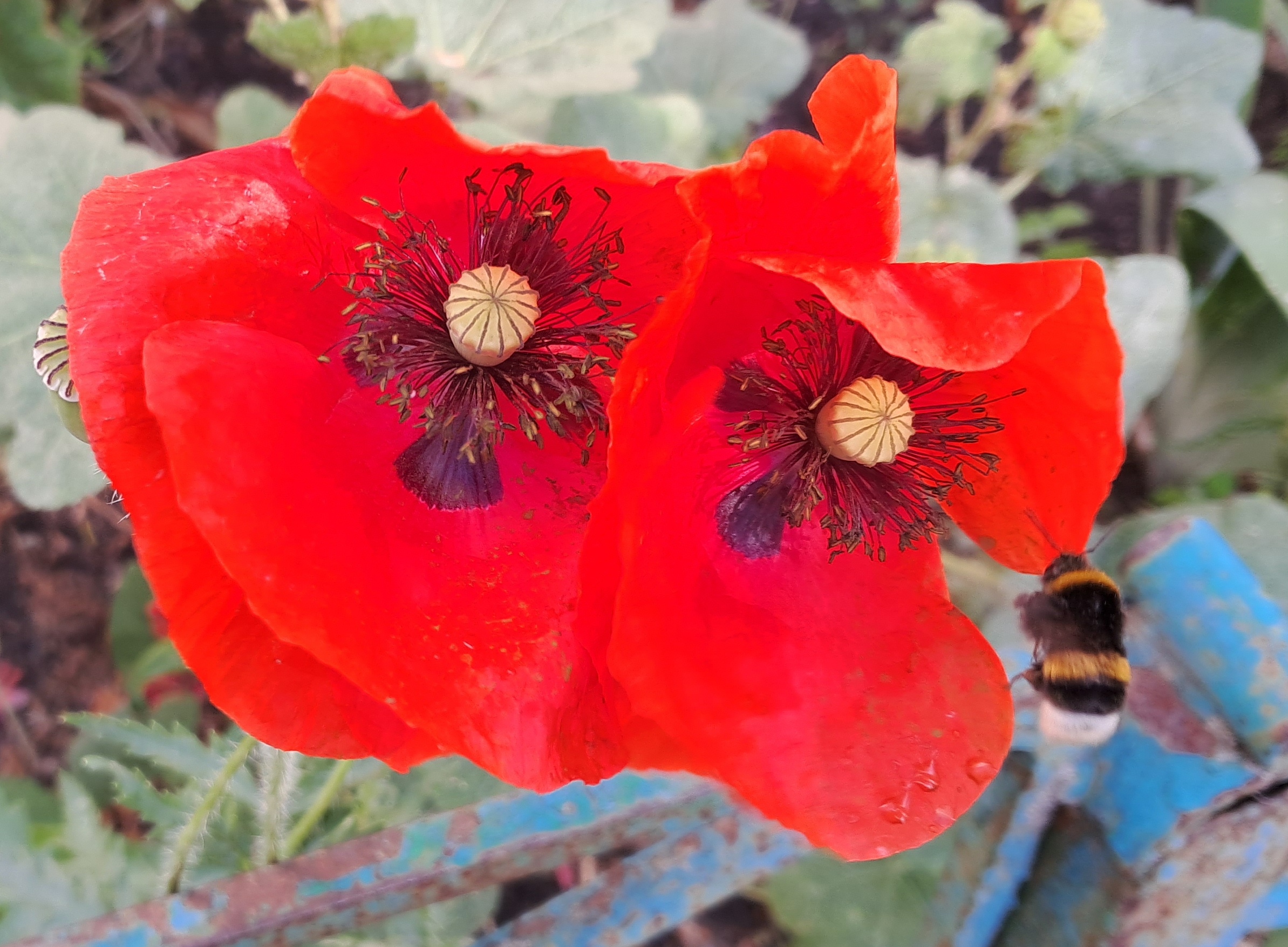 Red poppy (Papaver rhoeas), ammonia and acetic acid