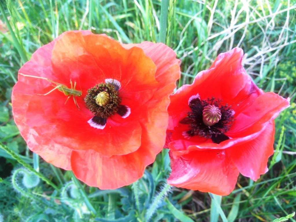 Red poppy (Papaver rhoeas), ammonia and acetic acid