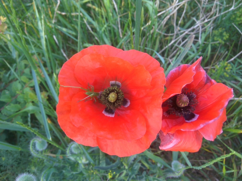 Red poppy (Papaver rhoeas), ammonia and acetic acid