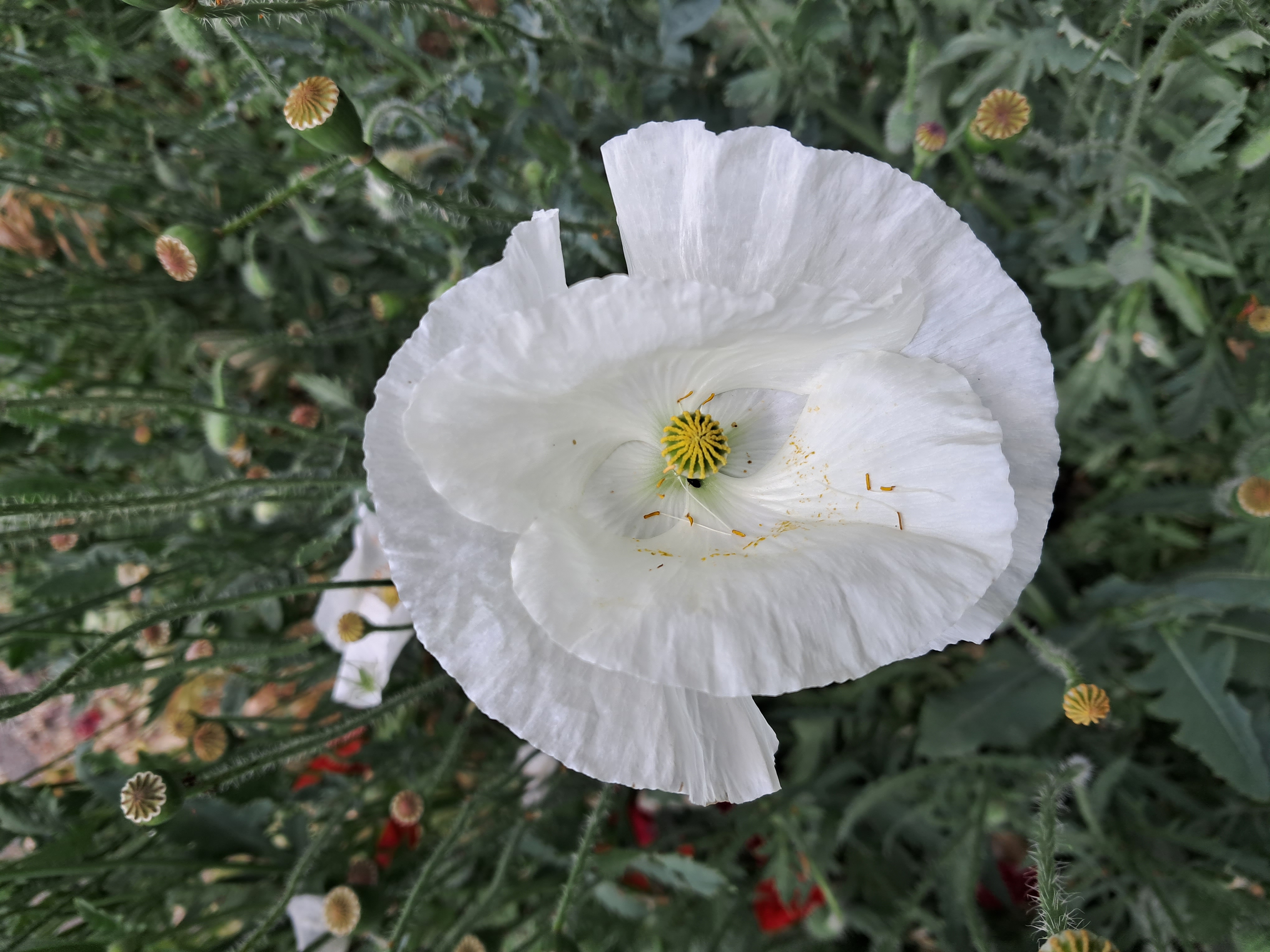 Red poppy (Papaver rhoeas), ammonia and acetic acid